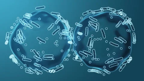 Enterobacteriaceae, gram-negative rod-shaped bacteria 스톡 동영상 272797150
