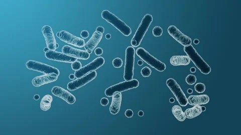 Enterobacteriaceae, gram-negative rod-shaped bacteria 스톡 동영상 294499207