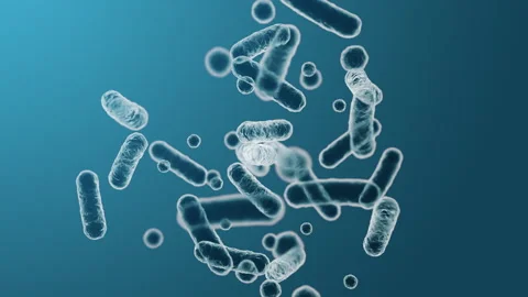 Enterobacteriaceae, gram-negative rod-shaped bacteria 스톡 동영상 294499249