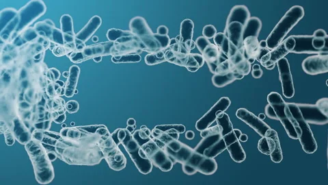 Enterobacteriaceae, gram-negative rod-shaped bacteria 스톡 동영상 294501240