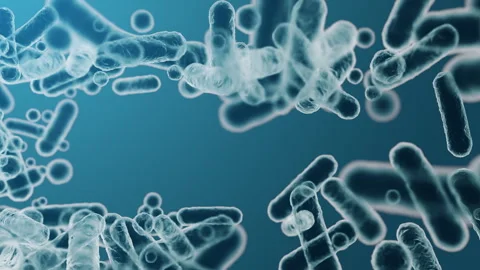 Enterobacteriaceae, gram-negative rod-shaped bacteria 스톡 동영상 294501401