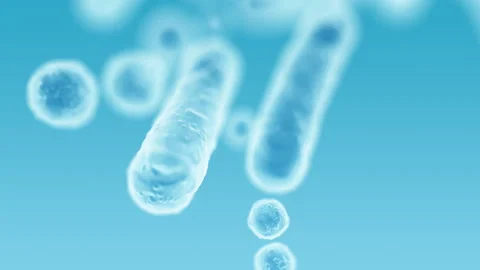 Enterobacteriaceae, gram-negative rod-shaped bacteria Stock Footage 338259685
