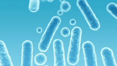 Enterobacteriaceae, gram-negative rod-shaped bacteria Stock Footage 338259710
