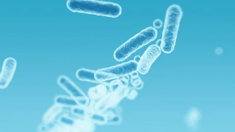 Enterobacteriaceae, gram-negative rod-shaped bacteria Stock Footage 338260565
