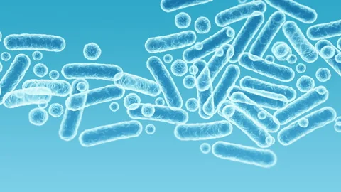 Enterobacteriaceae, gram-negative rod-shaped bacteria Stock Footage 338260711