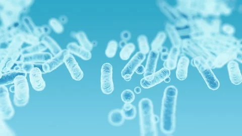 Enterobacteriaceae, gram-negative rod-shaped bacteria Stock Footage 338260716