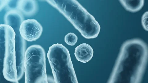Enterobacteriaceae, gram-negative rod-shaped bacteria Stock Footage 338262574