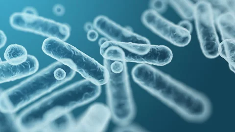 Enterobacteriaceae, gram-negative rod-shaped bacteria Stock Footage 338263838