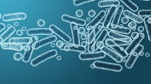 Enterobacteriaceae, gram-negative rod-shaped bacteria Stock Footage 338276248