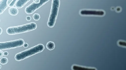Enterobacteriaceae, gram-negative rod-shaped bacteria Видео 346723162