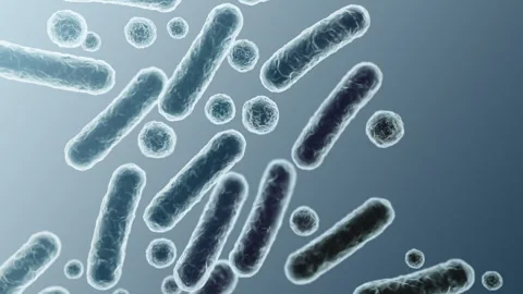Enterobacteriaceae, gram-negative rod-shaped bacteria Stock-Footage 346723375