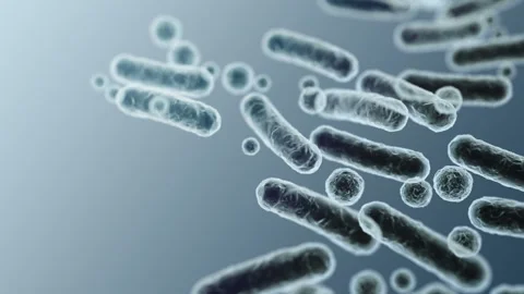 Enterobacteriaceae, gram-negative rod-shaped bacteria Stock-Footage 346723432