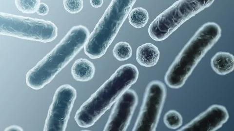 Enterobacteriaceae, gram-negative rod-shaped bacteria Stock-Footage 346723534