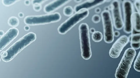 Enterobacteriaceae, gram-negative rod-shaped bacteria Stock-Footage 346723583