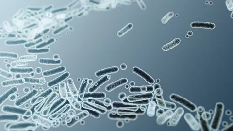 Enterobacteriaceae, gram-negative rod-shaped bacteria Stock-Footage 346725550