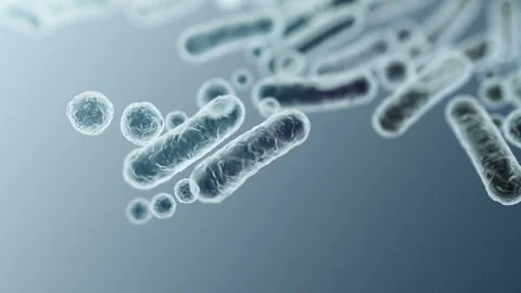 Enterobacteriaceae, gram-negative rod-shaped bacteria Stock-Footage 346725943