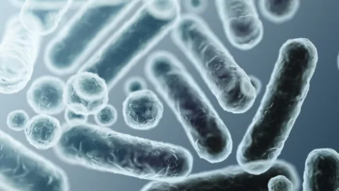 Enterobacteriaceae, gram-negative rod-shaped bacteria Stock-Footage 346725973