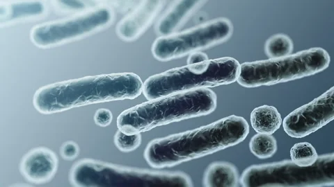 Enterobacteriaceae, gram-negative rod-shaped bacteria Stock-Footage 346725997