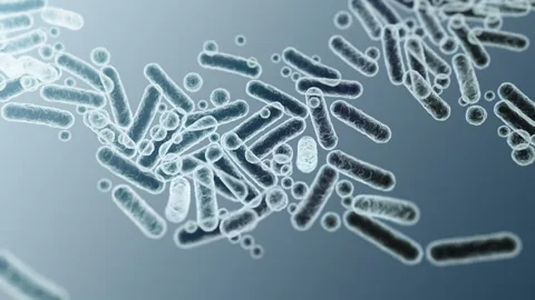 Enterobacteriaceae, gram-negative rod-shaped bacteria Stock-Footage 346726026
