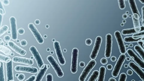 Enterobacteriaceae, gram-negative rod-shaped bacteria Stock-Footage 346726351