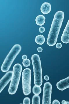 Enterobacteriaceae, gram-negative rod-shaped bacteria, intestinal microbiome  Stock Illustration