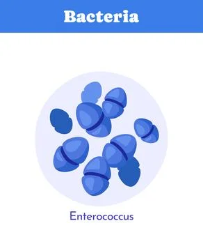 Enterococcus bacteria under microscope. Vector illustration Stock Illustration