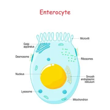 Enterocyte. Structure of the intestinal absorptive epithelial cell with micro Illustrazione stock