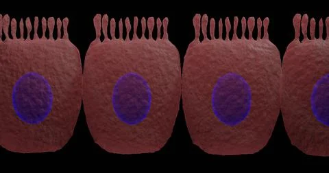 Enterocytes Illustrazione stock