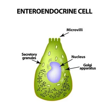Enteroendocrine cell. Cell of the intestines. Vector illustration on isolated Stock Illustration