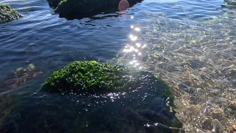 Enteromorpha intestinalis green algae on a rock at shallow depth in clear m.. Stock Footage 330364051