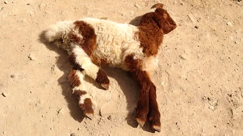Enterotoxemia weak lamb, veterinary disease, heat stress, animal health crisis. Stock Footage 320446313