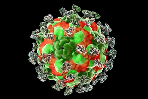 Enterovirus with integrin, illustration Stock Illustration