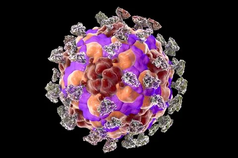 Enterovirus with integrin, illustration Stock Illustration