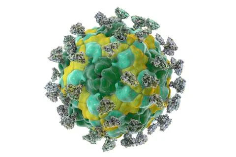 Enterovirus with integrin, illustration Stock Illustration