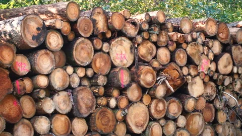 Enterprise for primary processing of timber into timber in the logging industry. Stock Footage 142949609