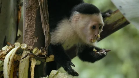 Entertaining, cute messy Capuchin monkey devouring bananas upside down in Stock Footage 273515028
