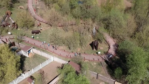 An entertaining park with figures of ancient animals, dinosaurs Stock Footage 107096473