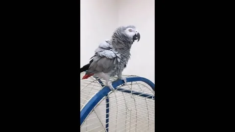Entertaining parrot clicking, dancing, and delighting in Tehran, Iran Stock Footage 276731319