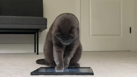 Entertainment For The House Cat Stock Footage 289639335