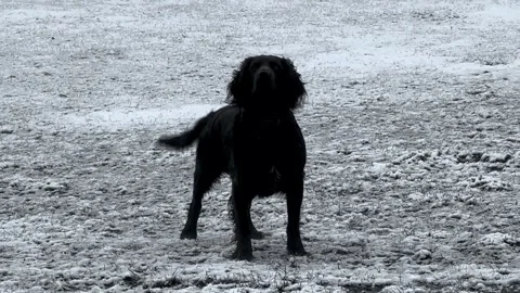 Enthousiastic and friendly watchdog Stock Footage 242516419