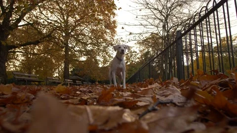Enthuastic dog. bumps into camera after a ball 4K Stock Footage 171843209