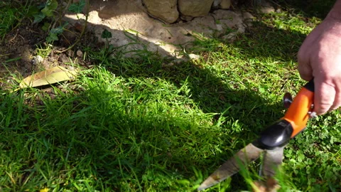 Enthusiastic farmer using manual garden scissors for cutting grass on his lawn Stock Footage 203759376