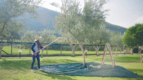 Enthusiastic farmer in working clothes and hat using long rake for plucking ripe Stock Footage 234112982