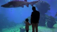Enthusiastic Father And  Son Holding Hands, Enjoy Undersea Life At Aquarium  Stock Footage