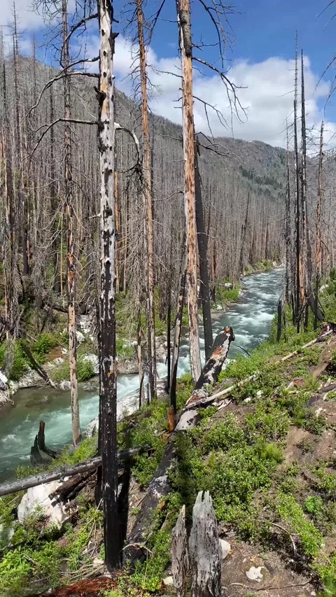 The Entiat River flows through a dead burned forest Stock Footage 169468227
