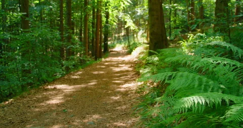 Enticing forest pathway with sun rays shining through tree foliage, slider view Stock Footage 208170899
