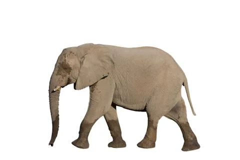 Entire elephant on white Stock-Fotos