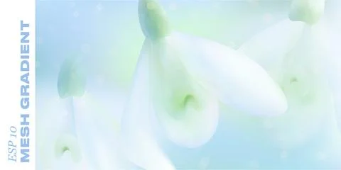 Entle spring background features blooming snowdrop petals in Ilustração Stock