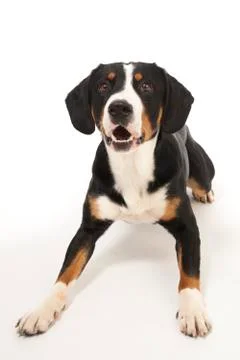 Entlebucher Mountain Dog Stock Photos
