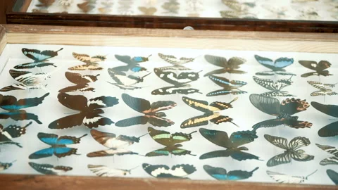 Entomological collection, butterflies under glass Stock Footage 102308564